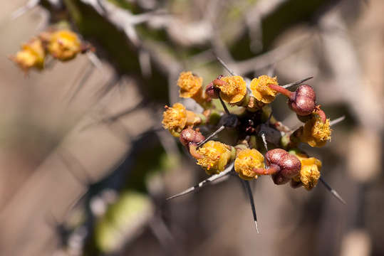 Image of Euphorbia griseola Pax