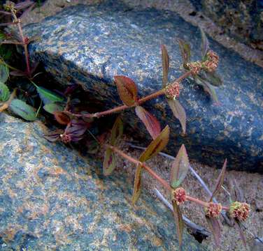 Image of Euphorbia hirta L.