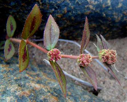 Image of Euphorbia hirta L.