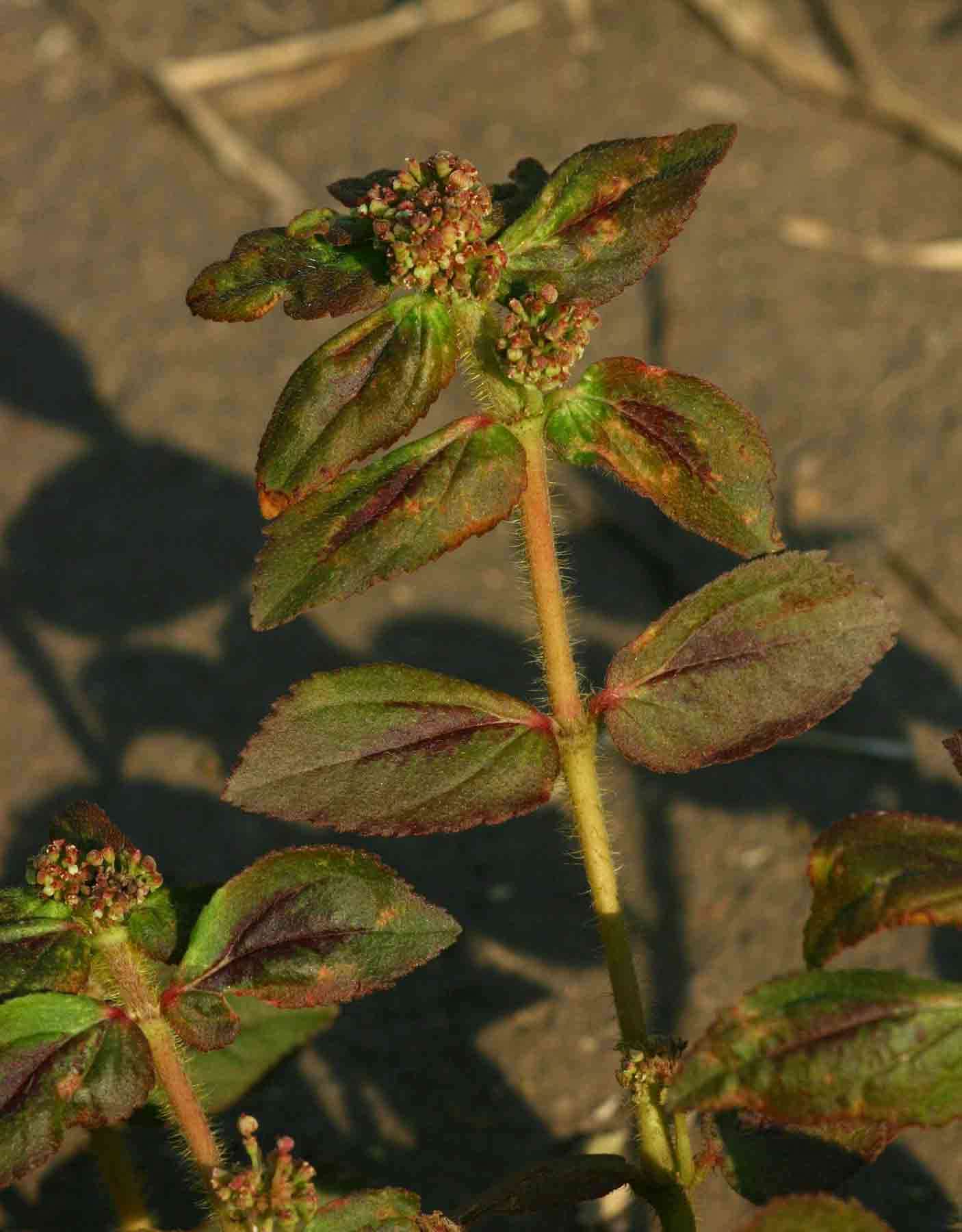 Sivun Euphorbia hirta L. kuva