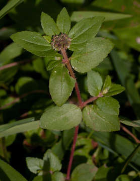 Image of Euphorbia hirta L.