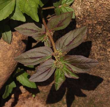 Image of Euphorbia hirta L.