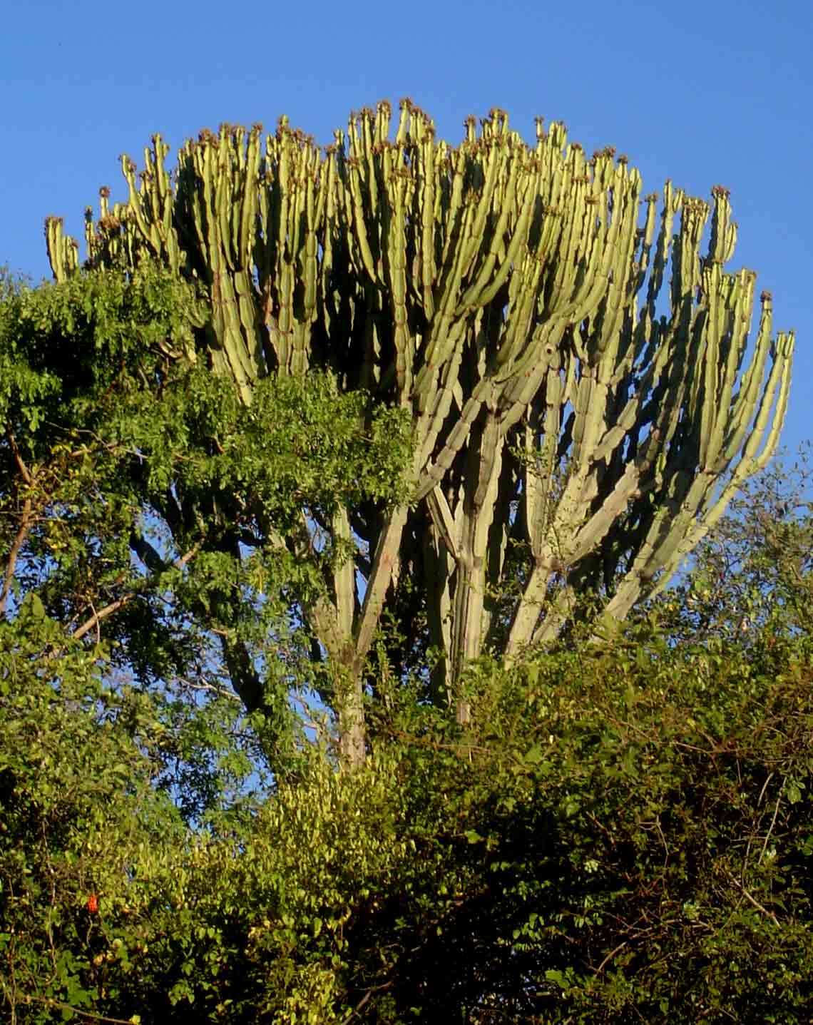 Image of Common Cadelabra tree