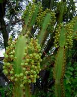 Image of Common Cadelabra tree