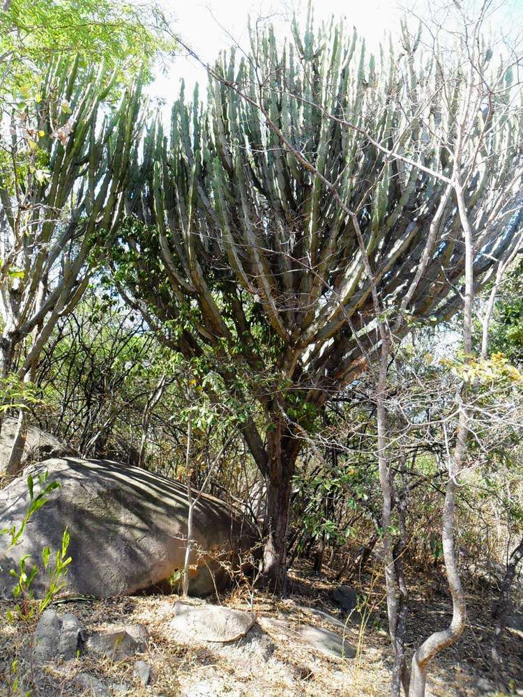 Image of Common Cadelabra tree