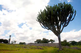 Image of Common Cadelabra tree