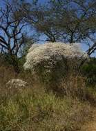 Sivun Euphorbia leucocephala Lotsy kuva