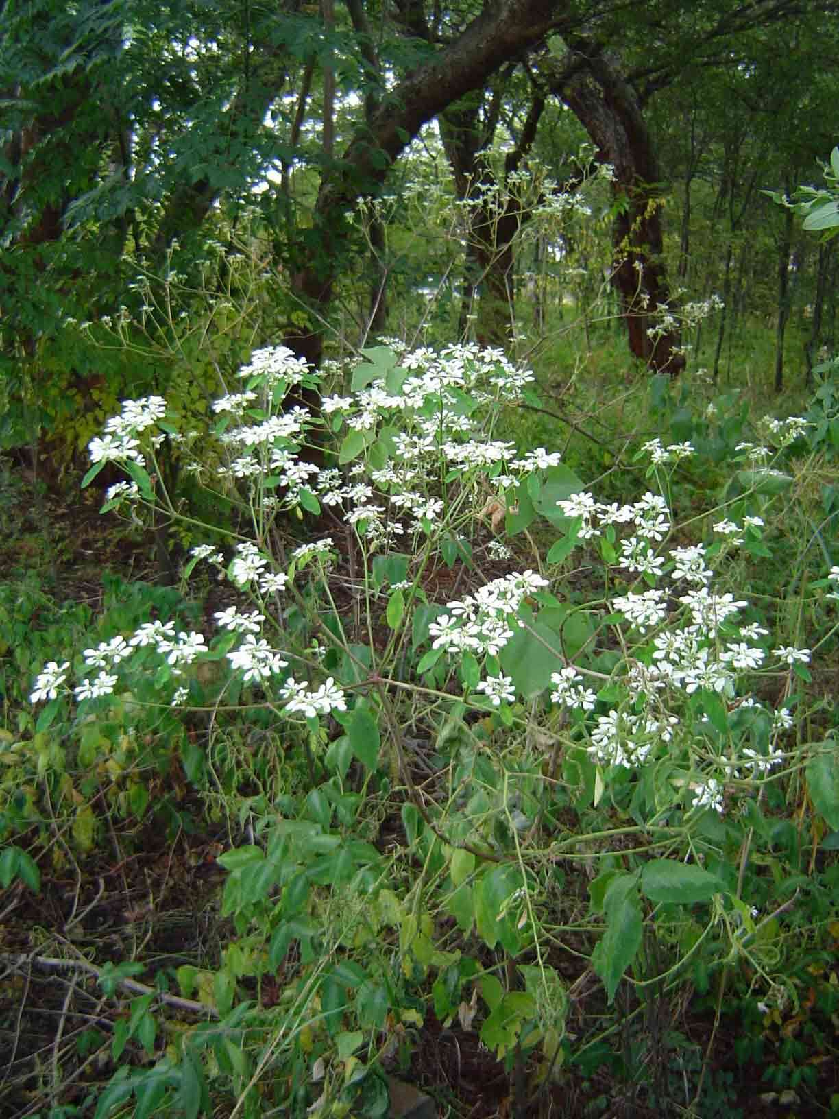 Sivun Euphorbia leucocephala Lotsy kuva