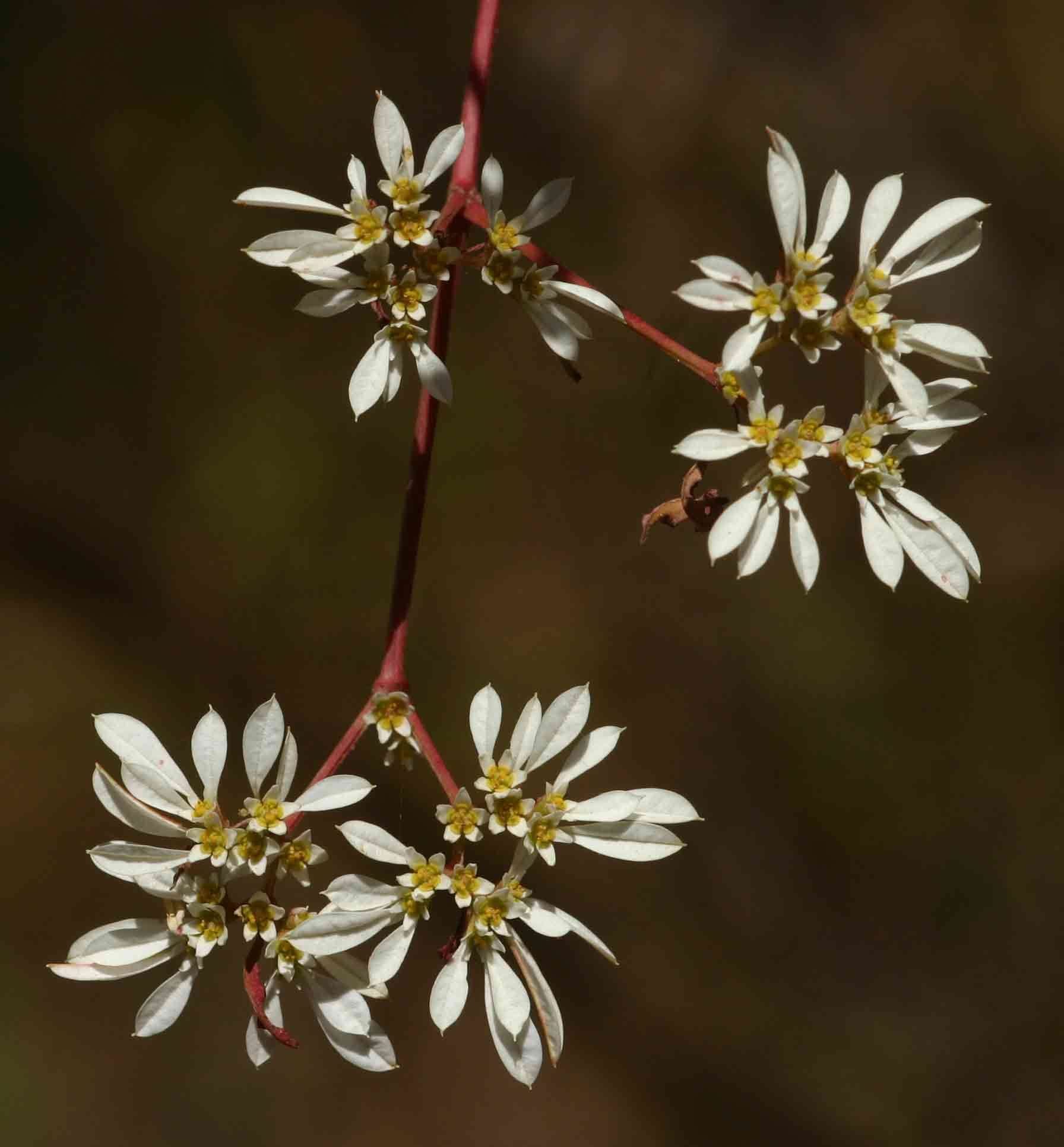 Sivun Euphorbia leucocephala Lotsy kuva