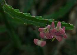 Image of Red-flowered euphorbia