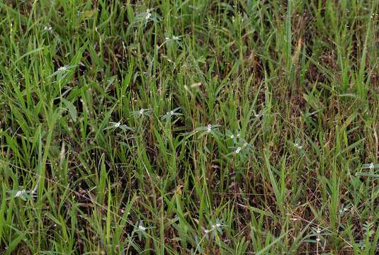 Image of Euphorbia lupatensis N. E. Br.