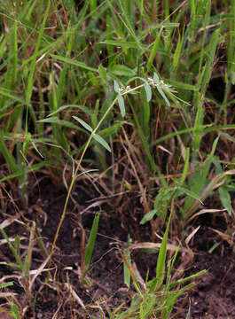 Image of Euphorbia lupatensis N. E. Br.