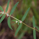 Euphorbia lupatensis N. E. Br. resmi