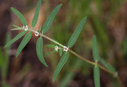 Image of Euphorbia lupatensis N. E. Br.