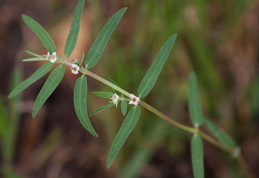 Image of Euphorbia lupatensis N. E. Br.