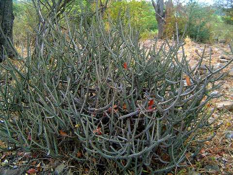 Euphorbia malevola L. C. Leach resmi