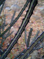 Image of Euphorbia malevola L. C. Leach