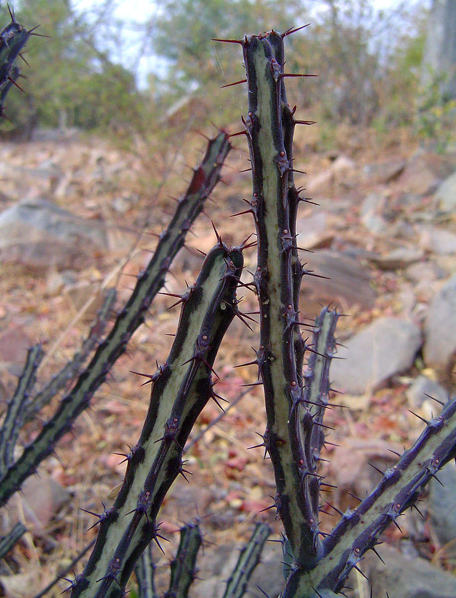 Image of Euphorbia malevola L. C. Leach