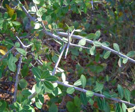 Image de Euphorbia matabelensis Pax