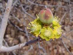 Image de Euphorbia matabelensis Pax