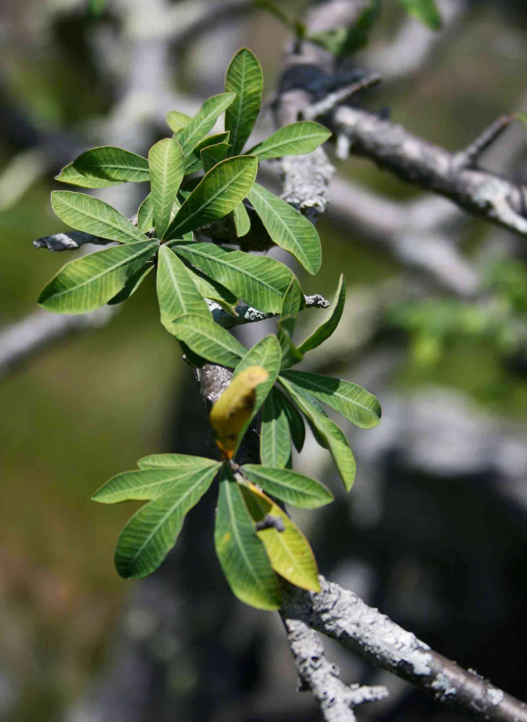 Image de Euphorbia matabelensis Pax