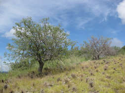 Image de Euphorbia matabelensis Pax