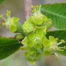Sivun Euphorbia matabelensis Pax kuva