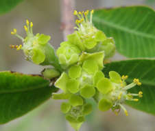 Image de Euphorbia matabelensis Pax