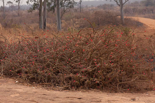 Image of Christ plant