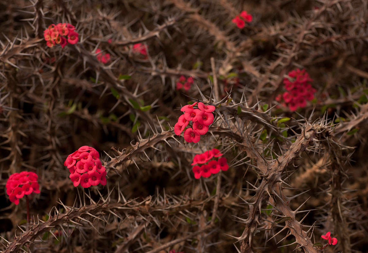 Image of Christ plant