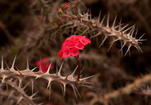 Image of Christ plant