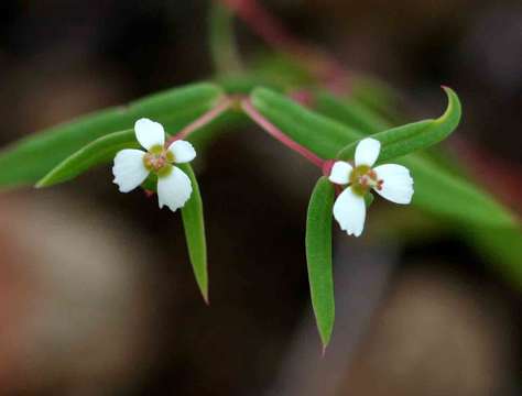 Euphorbia neopolycnemoides Pax & K. Hoffm. resmi