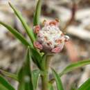 Image of Euphorbia oatesii Rolfe