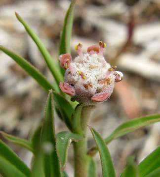 Слика од Euphorbia oatesii Rolfe