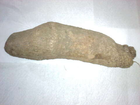 Image of Guinea yam