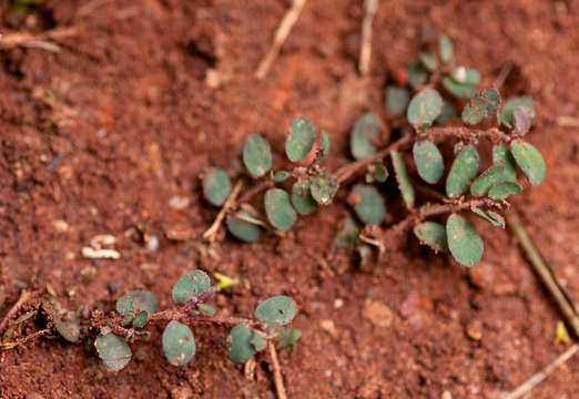 Image de Euphorbia prostrata Aiton