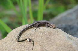 Image of Derjugin's lizard