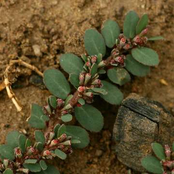 Image de Euphorbia prostrata Aiton