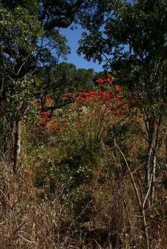 Image of spurge