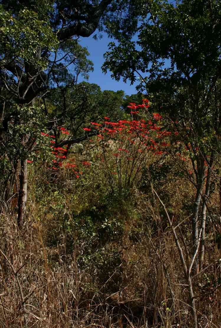 Imagem de Euphorbia