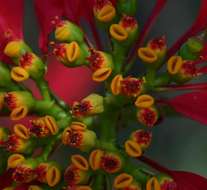 Imagem de Euphorbia