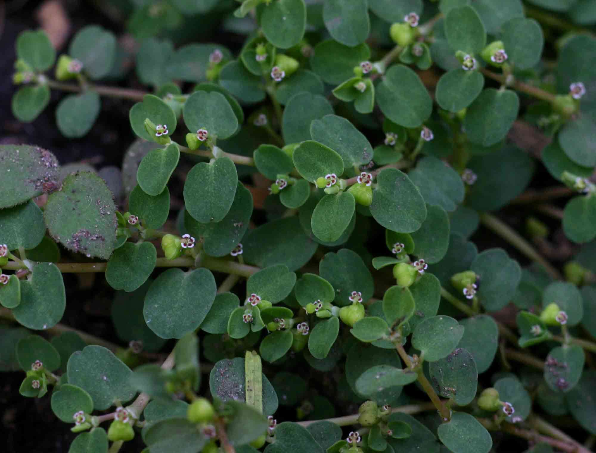 Plancia ëd Euphorbia serpens Kunth