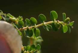 Plancia ëd Euphorbia serpens Kunth