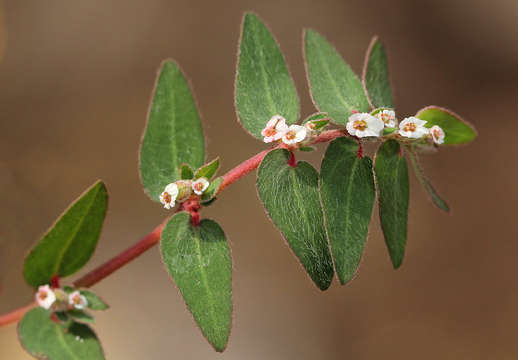 Image de Euphorbia tettensis Klotzsch