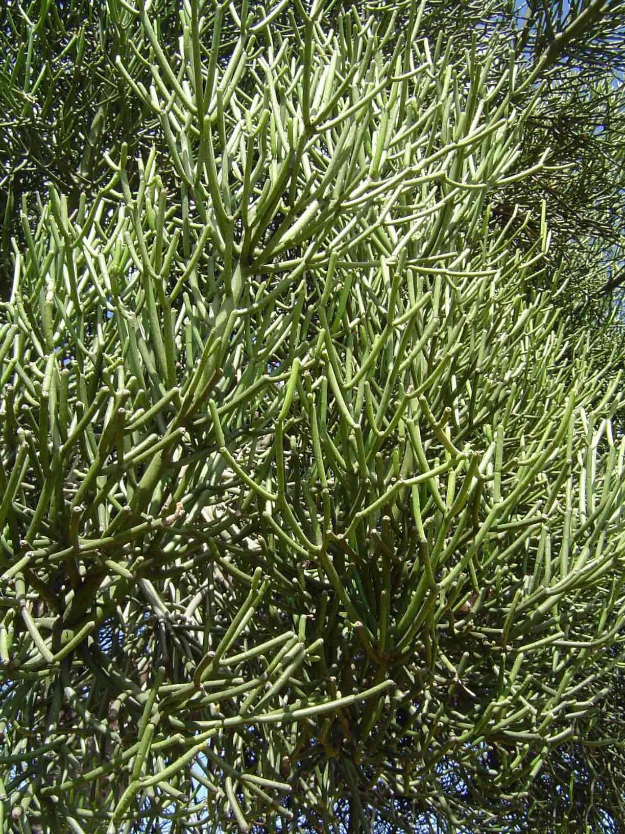 Image of Indiantree spurge