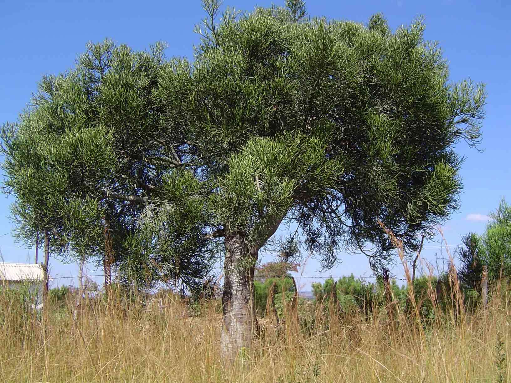 Image of Indiantree spurge