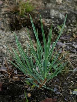 Image of Euphorbia trichadenia Pax