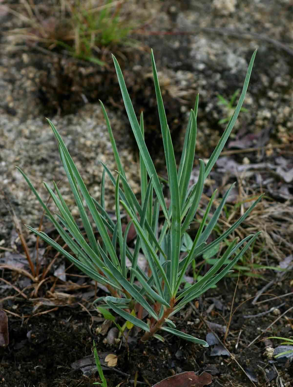 Image of Euphorbia trichadenia Pax