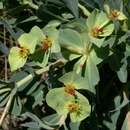 Image of Wild's euphorbia