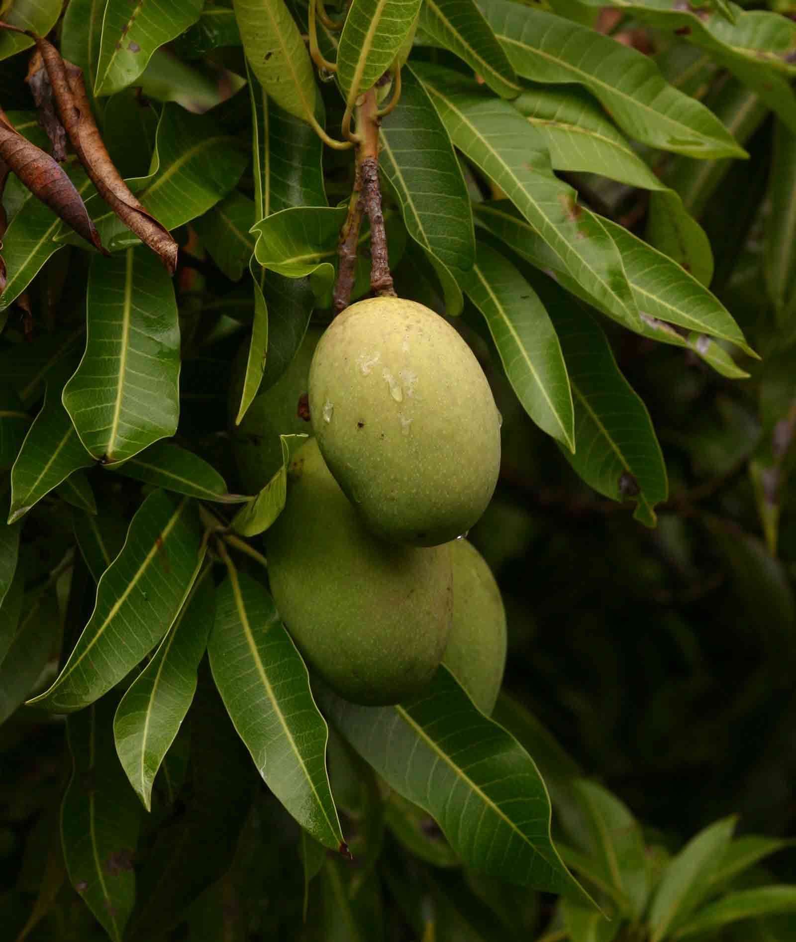 Image of mango